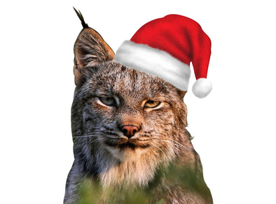 Happy Holidays from the Lynx family to yours