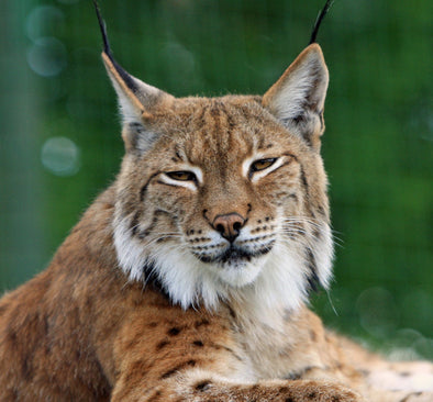 Lynx in the Wild: 16 Photos of Lynx Levelers in Action